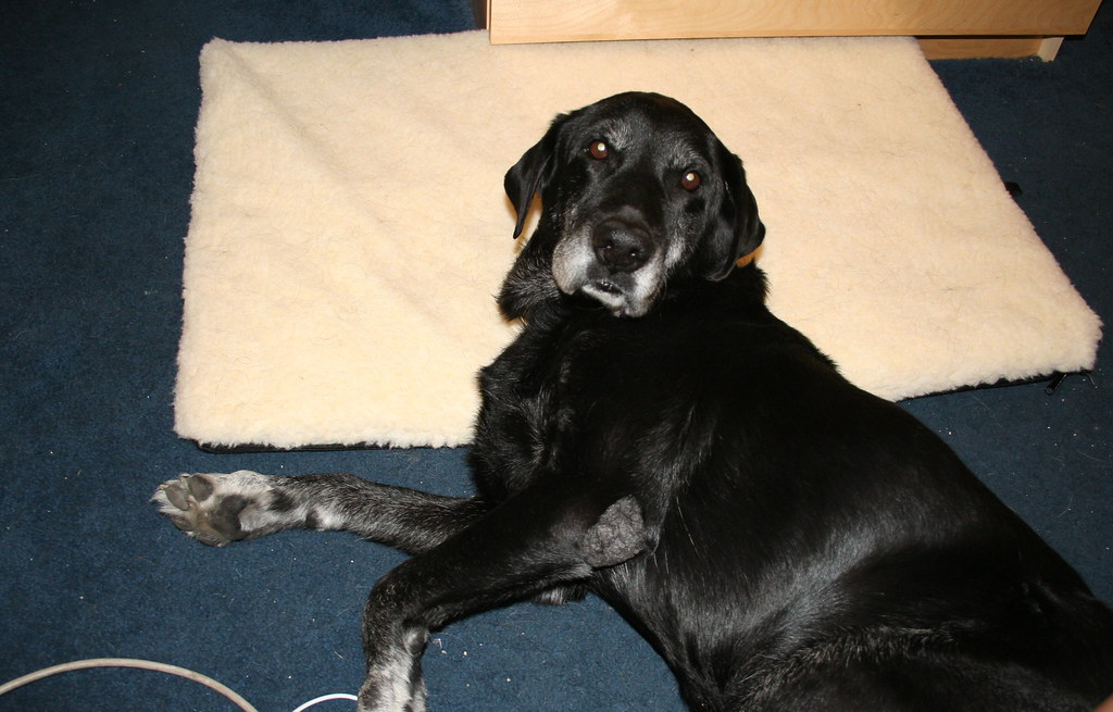 Are Portuguese Water Dogs Hypoallergenic? An Owner's Take