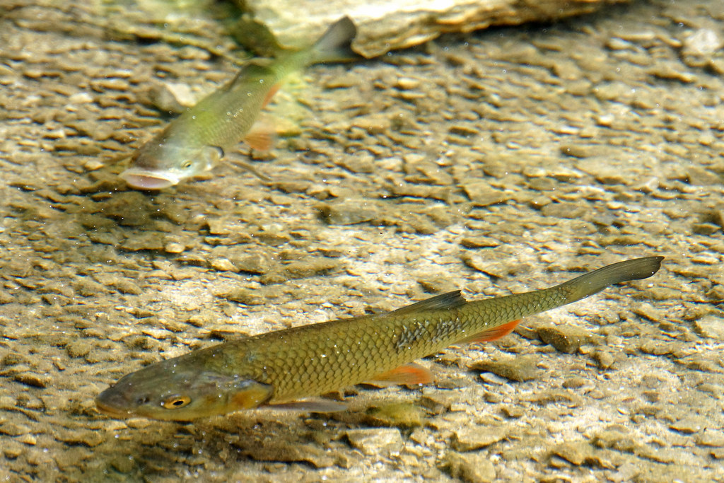 The Beginner Fishing Kit: Matching Rod, Reel, Line, and Lure
