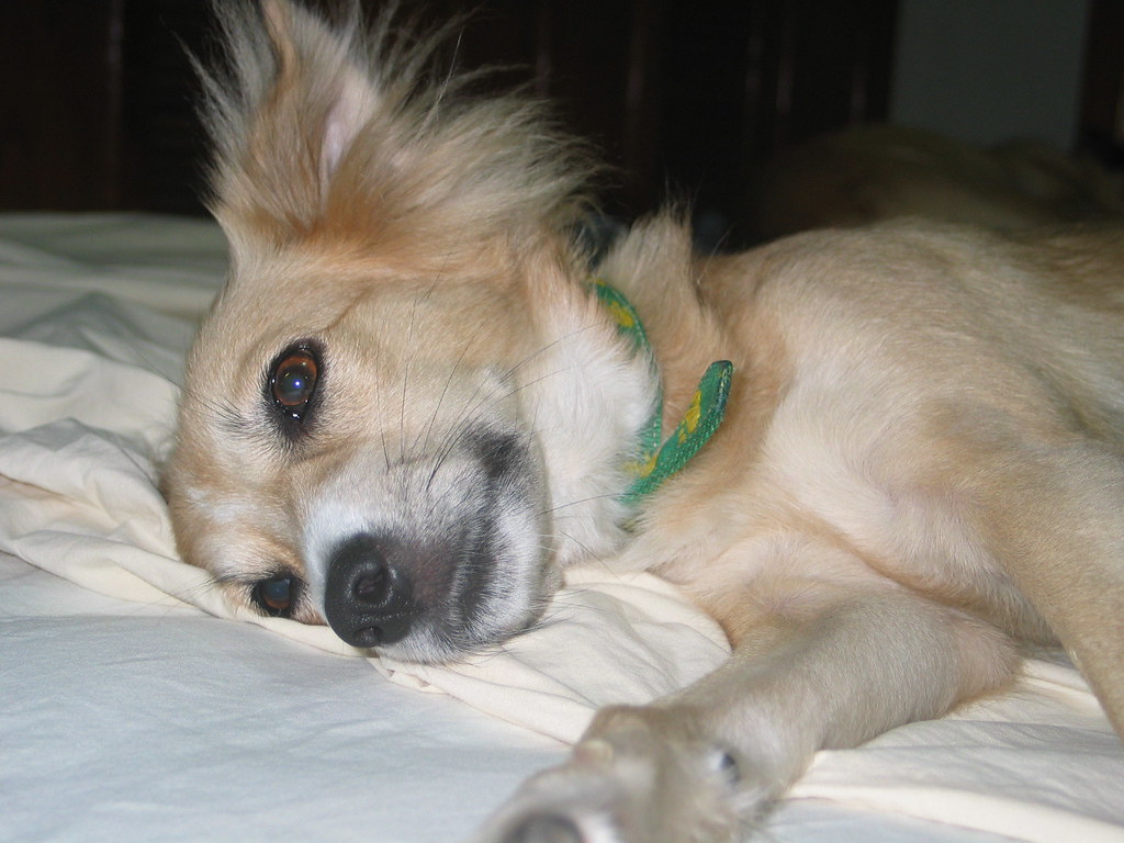 Calcium in Your Dog's Diet Is a Balancing Act, Not a Boost
