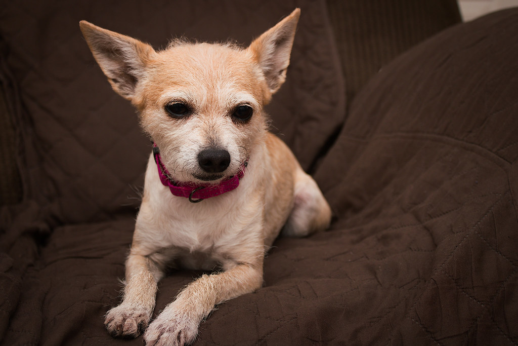Careers After Dog Grooming School: Your Options