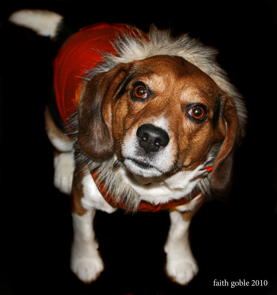 Caring for a Hairless or Low-Shed Dog's Skin and Coat
