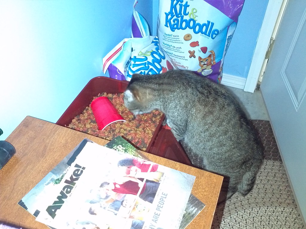 Changing Dog Food the Slow Way That Saves Your Carpet