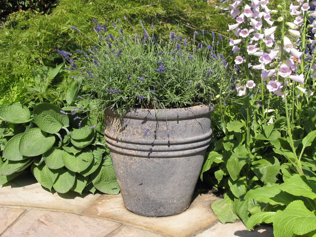 Container Gardening: How I Turned a Bare Balcony Into a Garden