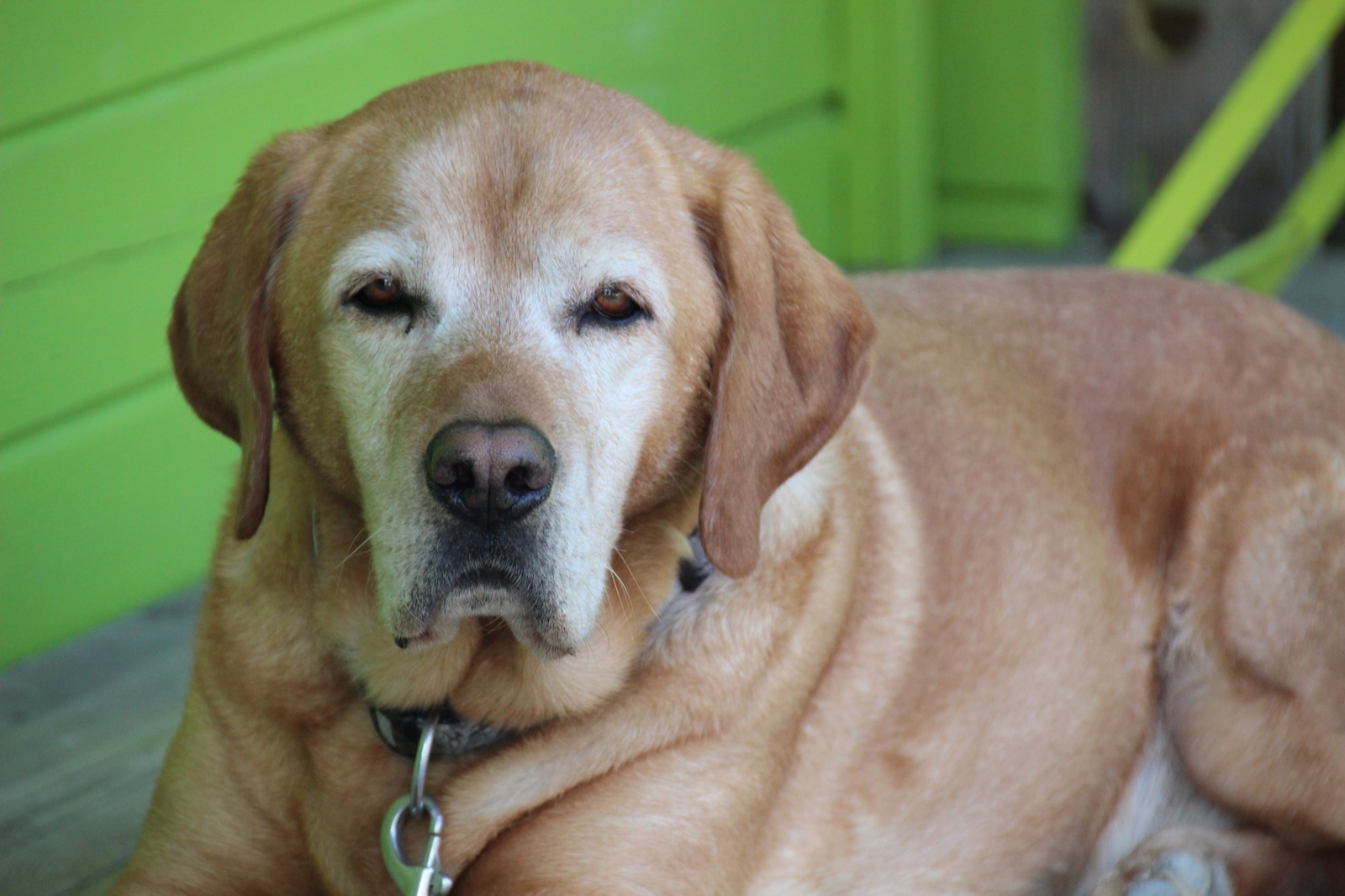 Does Your Senior Dog Really Need Senior Food? My Honest Take