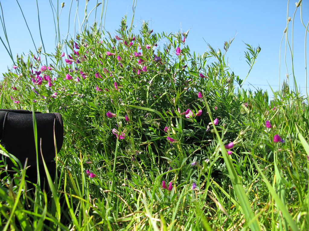 Fall Feeding and Aeration: The Lawn Work That Decides Spring