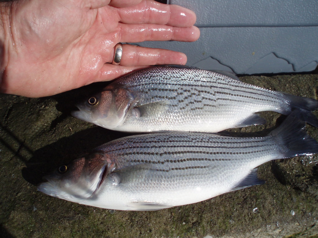 First-Time Fishing Tips: Bait, Rigs, and Three Ways to Fish