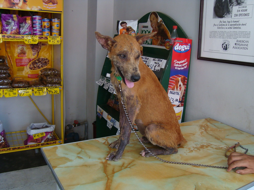 Fleas, Ticks and Worms: Protecting Your Dog from Parasites