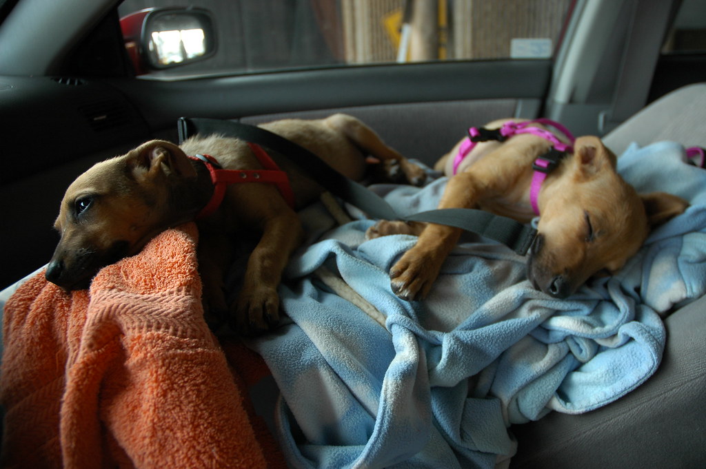 Gear for Traveling With a Pet (Car, Plane, and Road Trips)