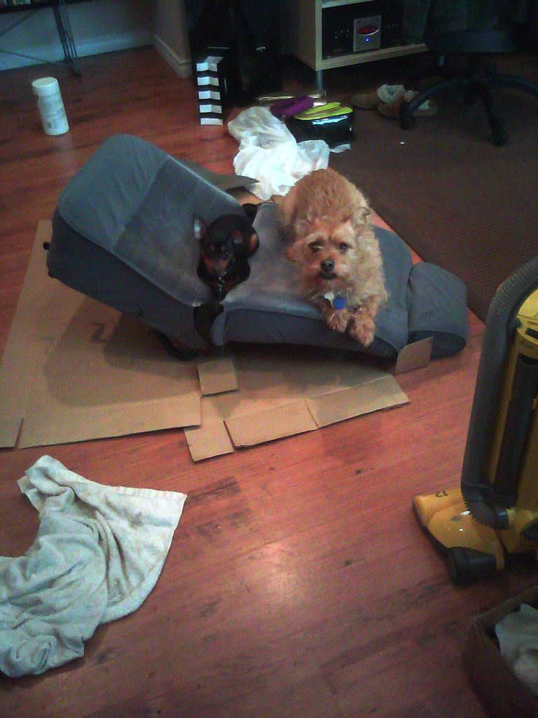 Gear for Traveling With a Pet (Car, Plane, and Road Trips)
