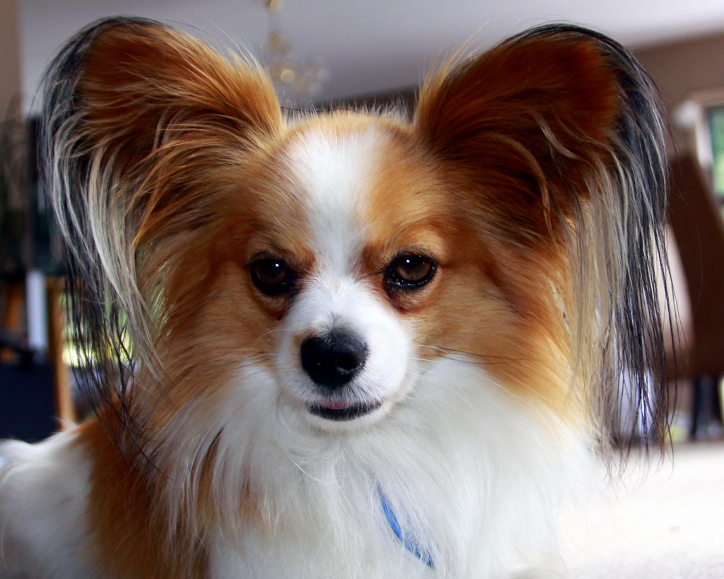 Grooming Any Dog Breed: The Rules That Don't Change
