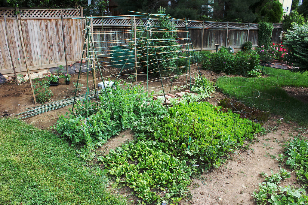 Growing Vegetables in the Backyard to Actually Save Money