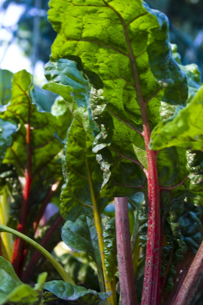 Growing Vegetables in the Backyard to Actually Save Money