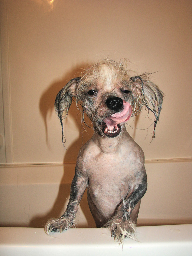 Hairless Hypoallergenic Dog Breeds, Explained