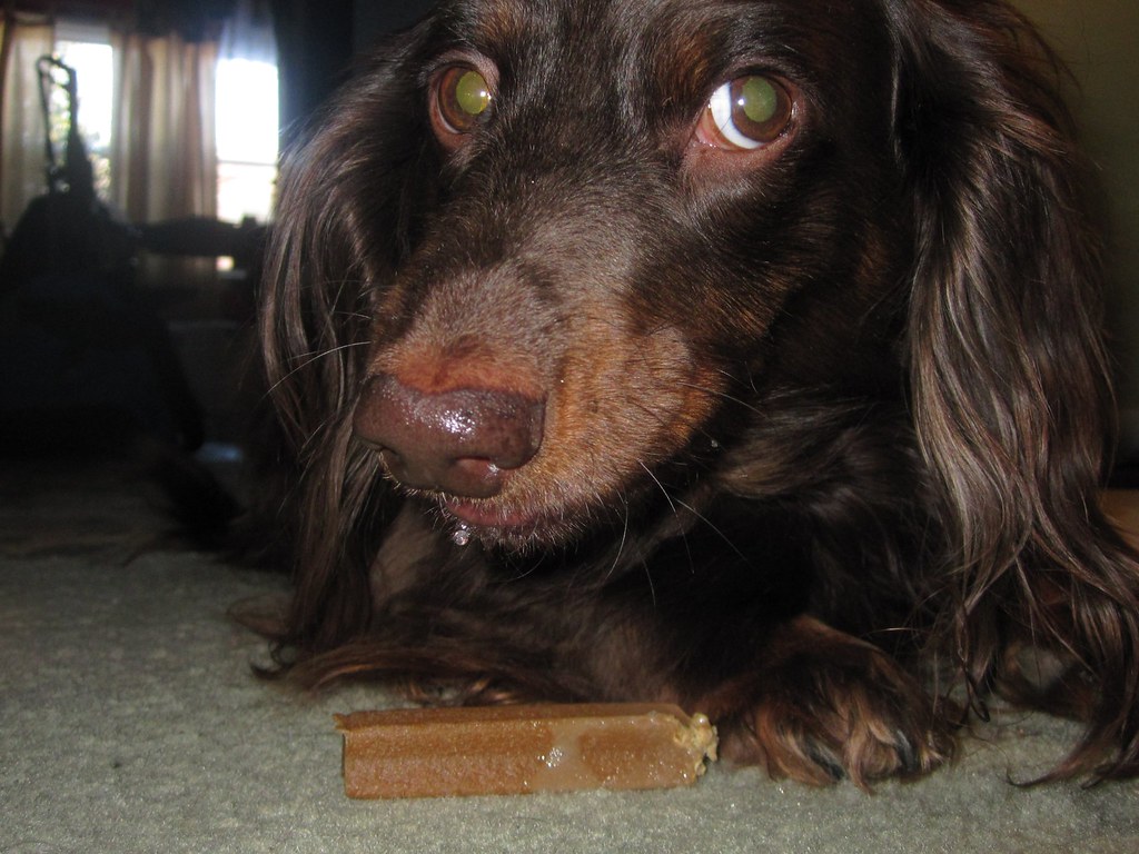 Home Dental Care for Dogs: Protecting the Teeth People Forget
