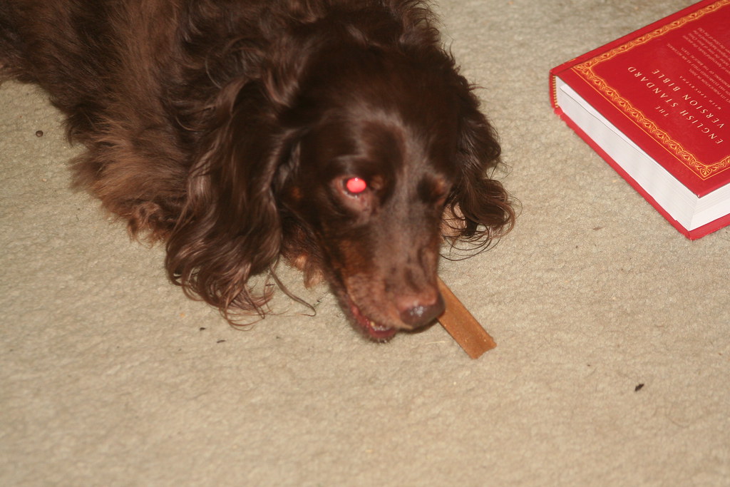 Home Dental Care for Dogs: Protecting the Teeth People Forget