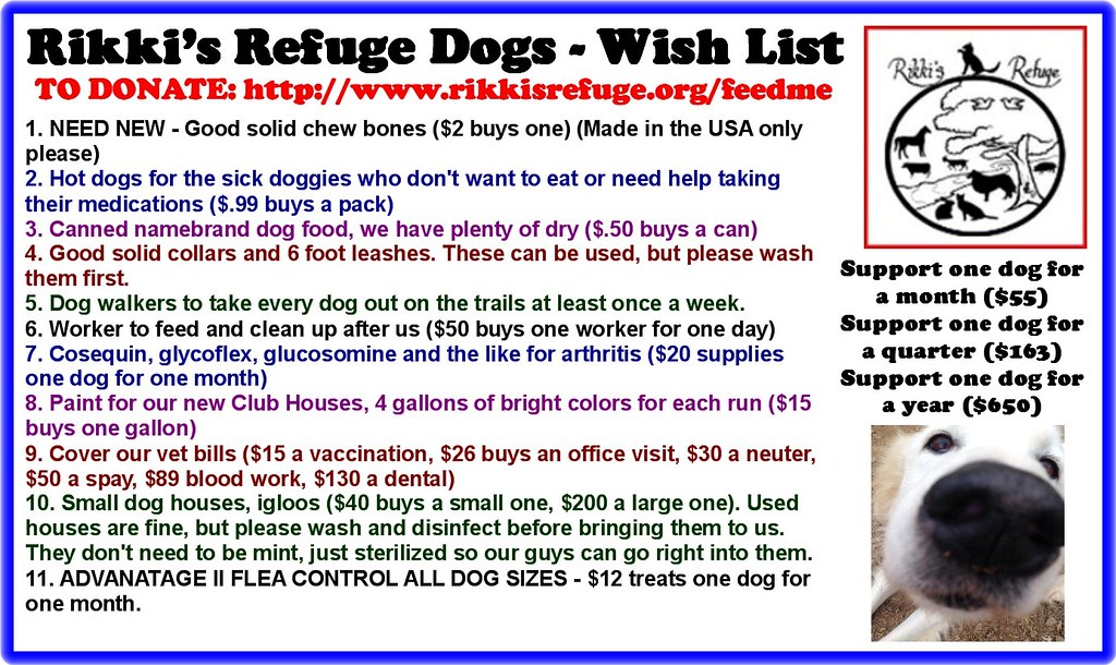 Home Dental Care for Dogs: Protecting the Teeth People Forget