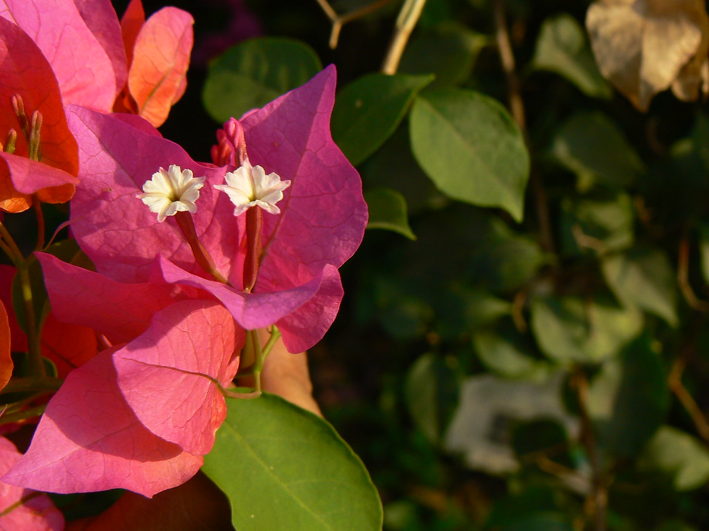 Houseplant Care Basics: The Six Things That Actually Matter