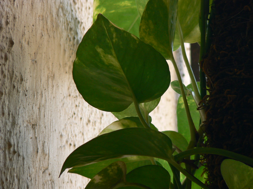 Houseplant Care Basics: The Six Things That Actually Matter