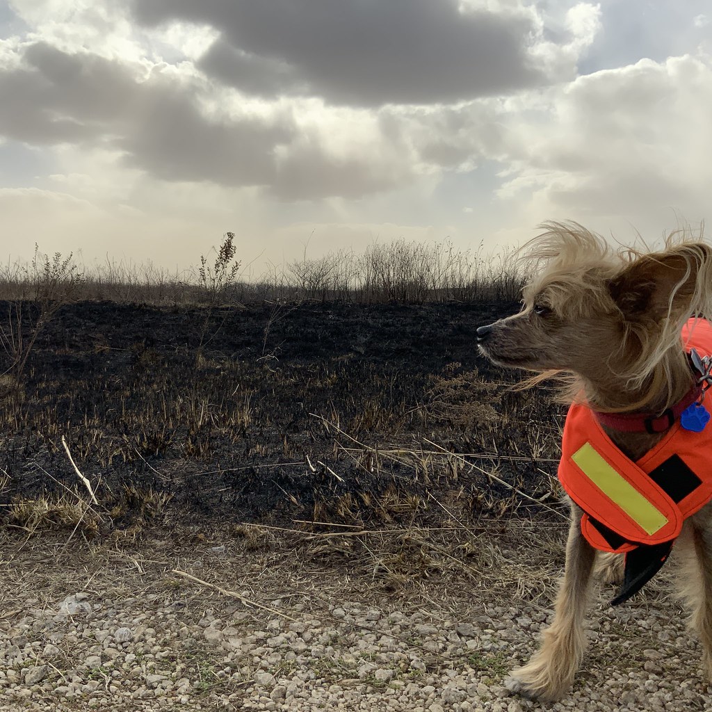 How a Service Dog Keeps Aging Eyes and Ears Independent