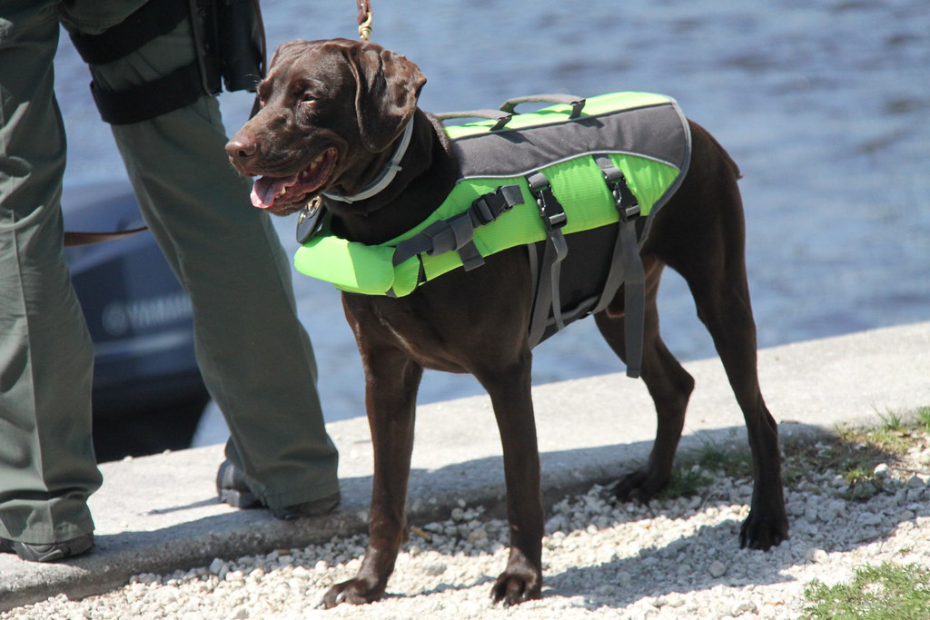 How a Service Dog Keeps Aging Eyes and Ears Independent