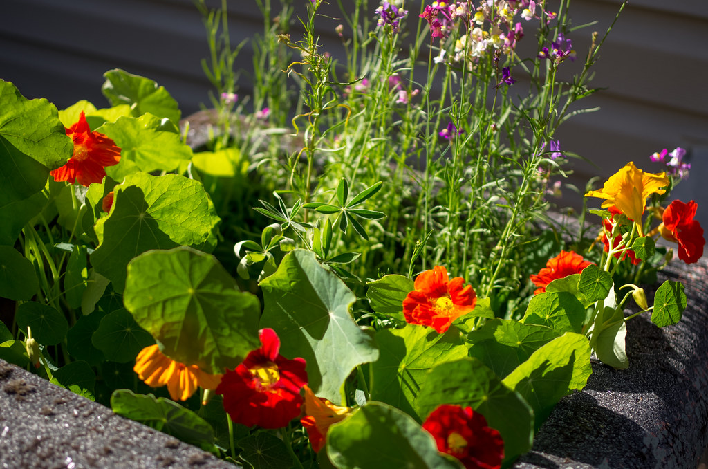 How to Create a Butterfly Garden
