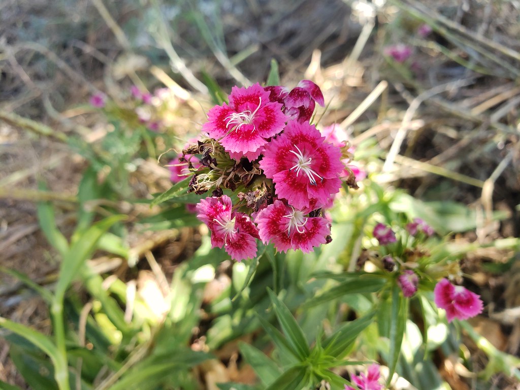 How to Create a Butterfly Garden