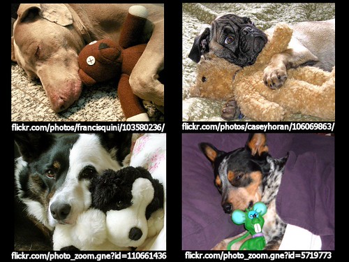 How to Stop Dog Boredom: Enrichment, Toys, and a Happier Dog