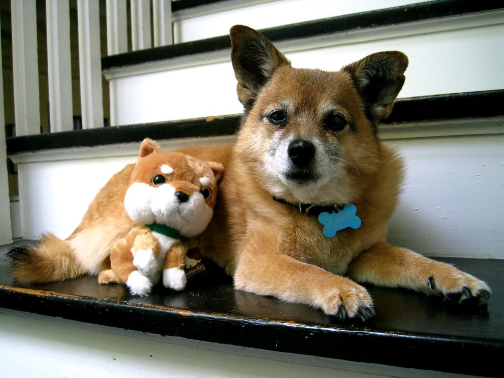 How to Stop Dog Boredom: Enrichment, Toys, and a Happier Dog