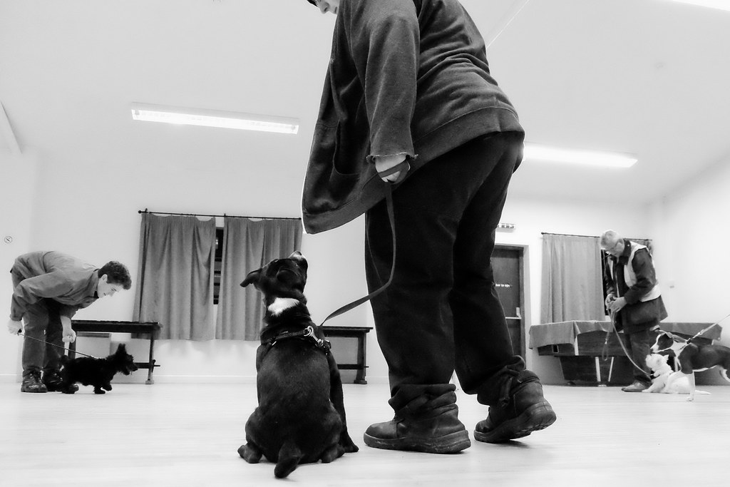 How to Train a Boxer: Channeling the Energy, Intelligence, and Loyalty