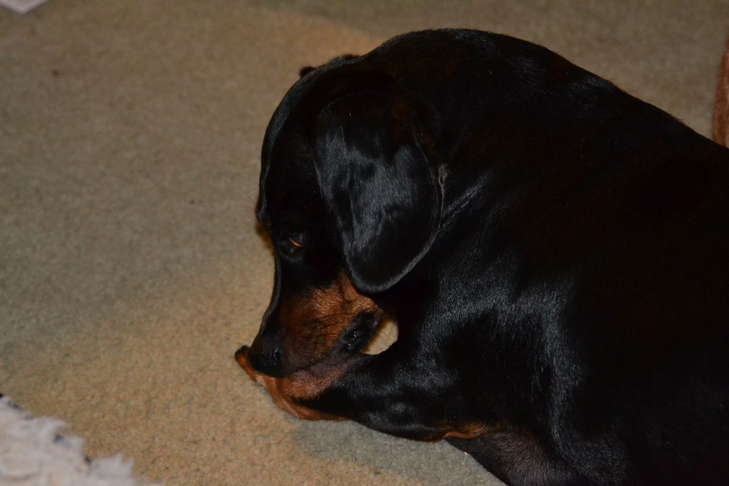 How to Trim Your Dog's Nails Safely (Without the Drama)