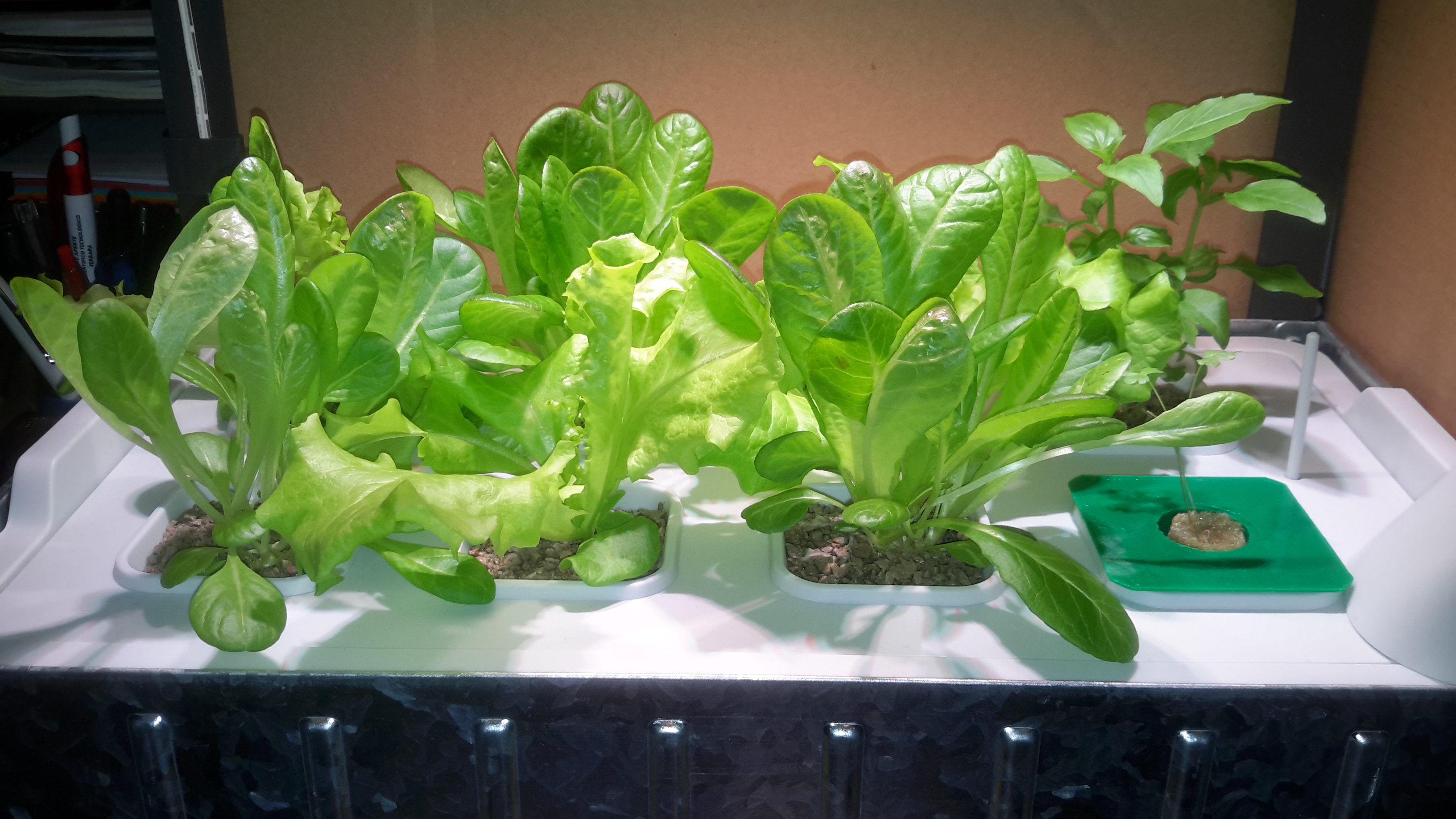 Hydroponics at Home: Growing a Real Garden Without Any Soil