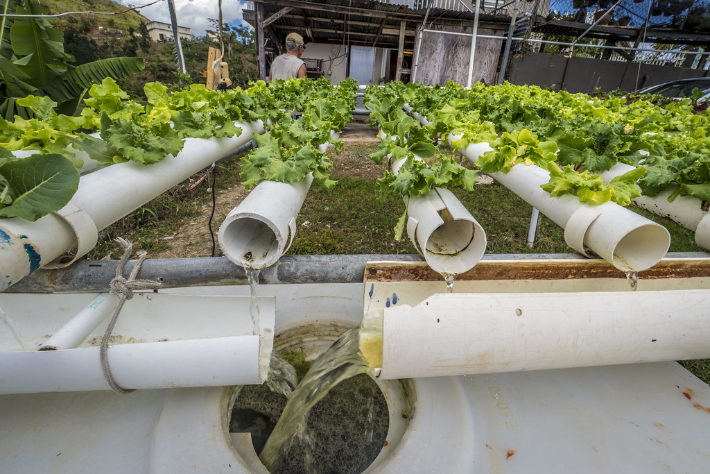 Hydroponics at Home: Growing a Real Garden Without Any Soil
