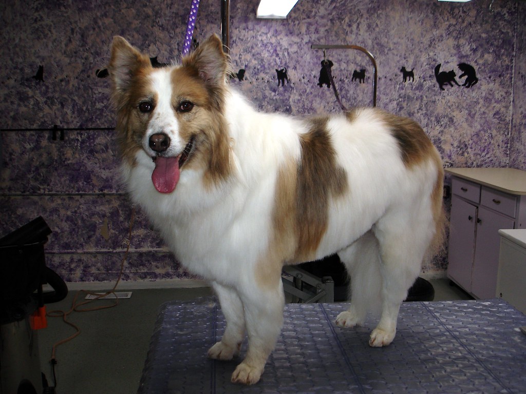 Hypoallergenic Hunting and Sporting Dog Breeds