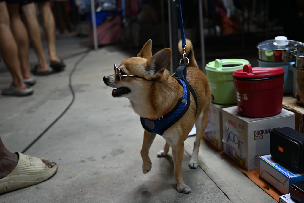 Living With a Hypoallergenic Dog: Daily Care That Keeps Allergies Down