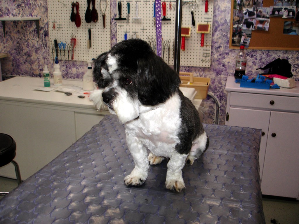 Making Grooming a Bonding Ritual With Your Dog