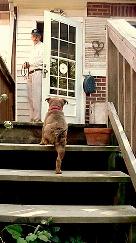 My Dog Keeps Dragging His Bottom: What It Meant