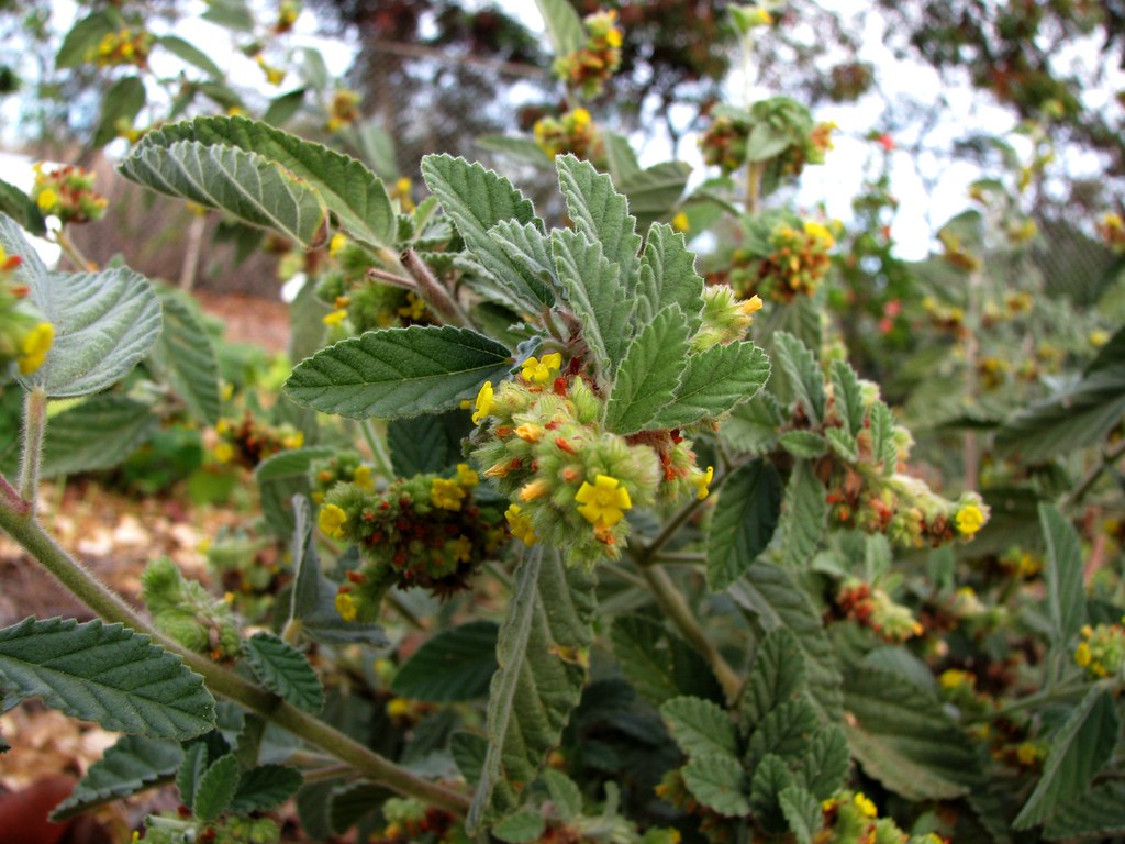 Natural Arthritis Pain Relief: Massage and Holistic Approaches