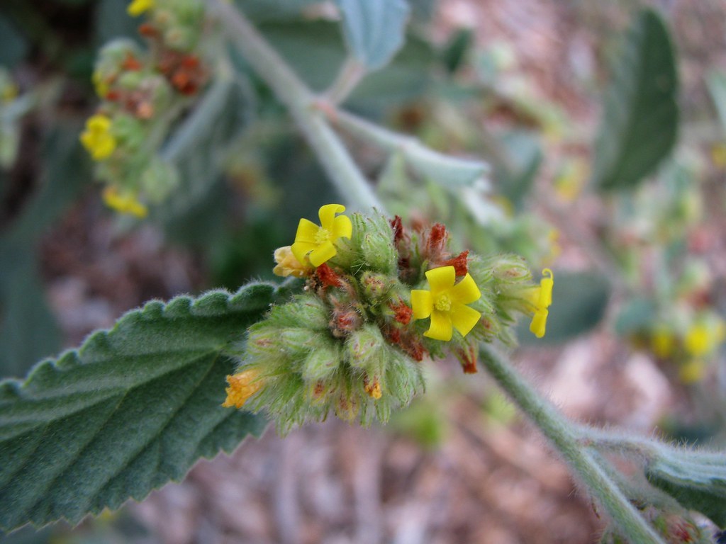 Natural Arthritis Pain Relief: Massage and Holistic Approaches