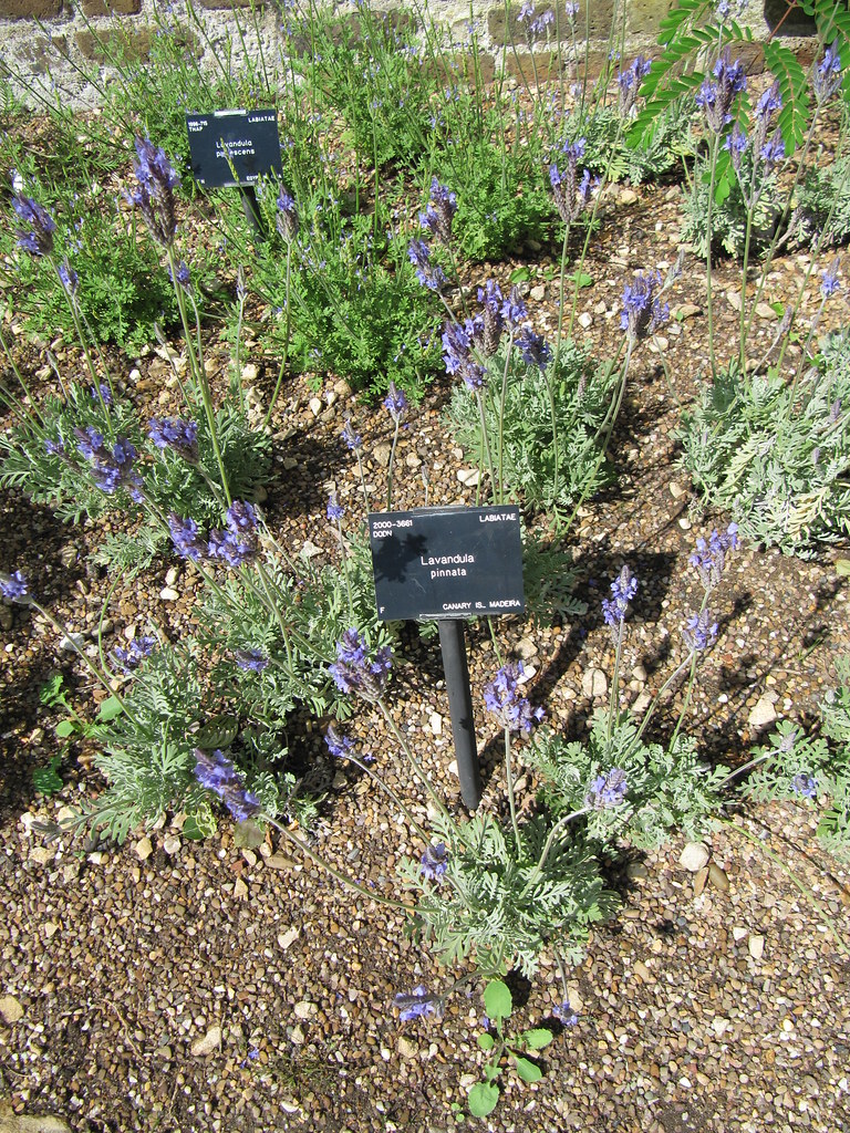 Overwintering Tender Plants and Bulbs: What Actually Survives