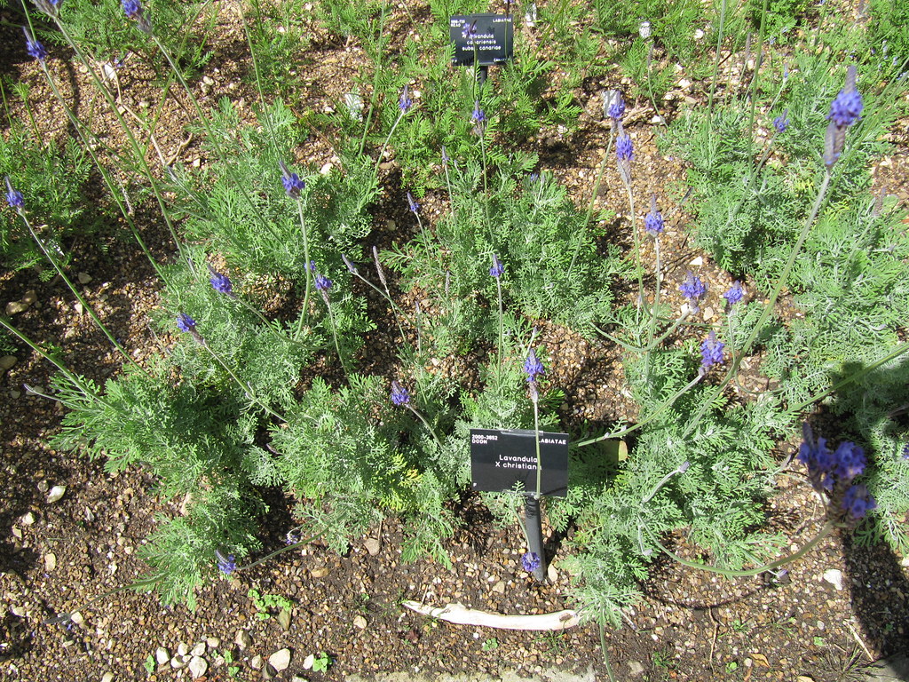 Overwintering Tender Plants and Bulbs: What Actually Survives