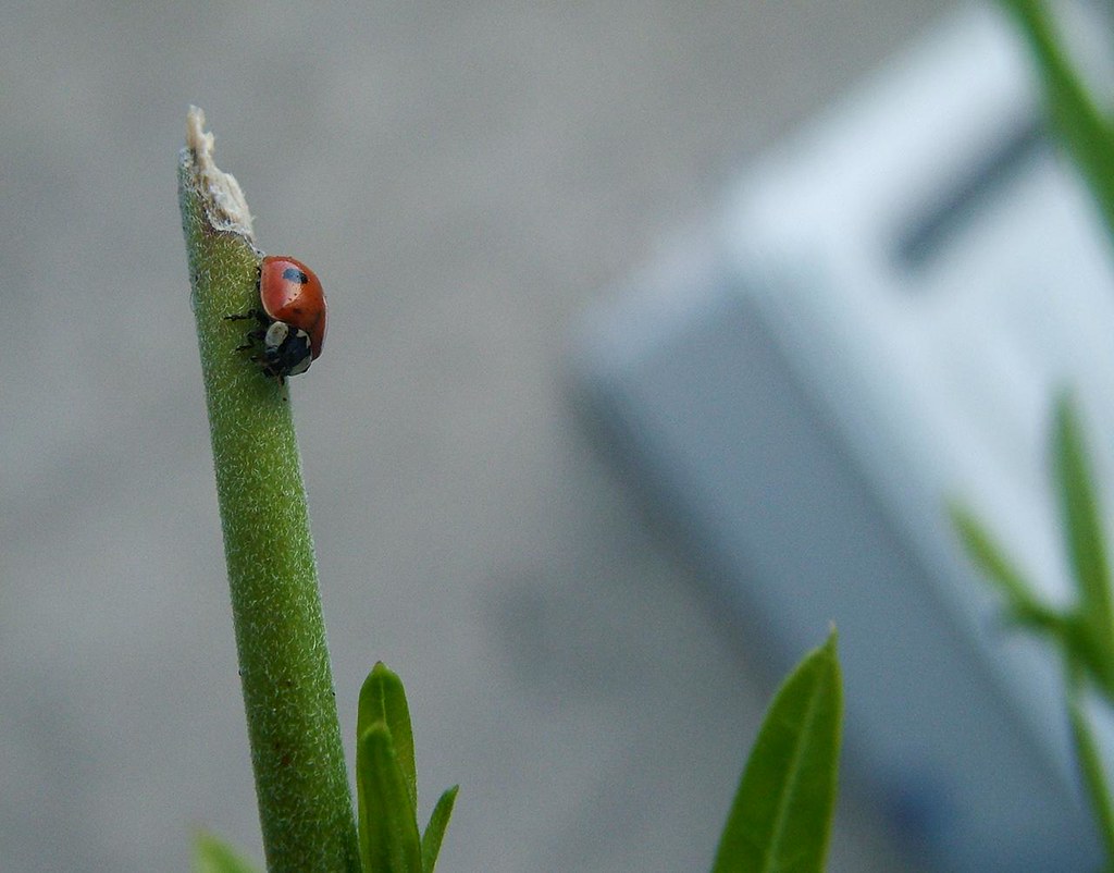Pest Control That Won't Poison Your Vegetable Patch
