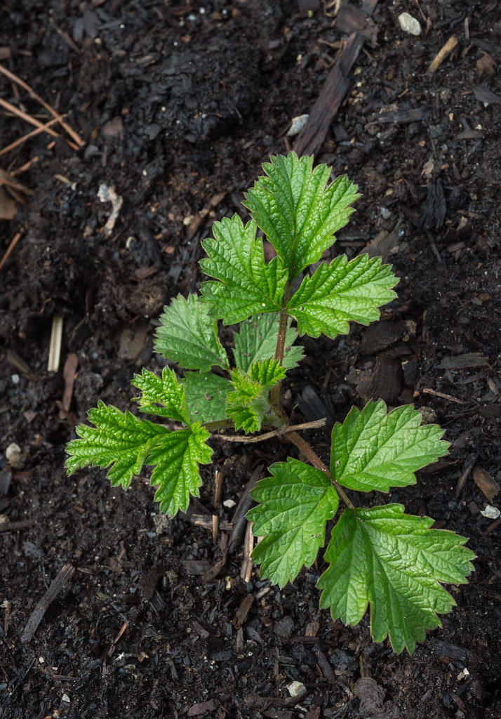 Planning a Herb Garden Layout That Doesn't Fall Apart