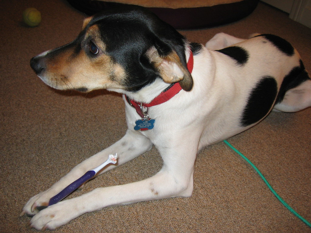Preventing Dental Disease in Dogs