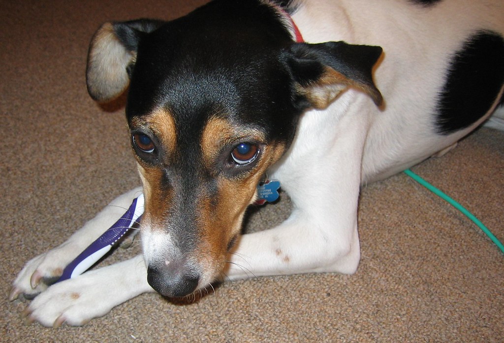 Preventing Dental Disease in Dogs