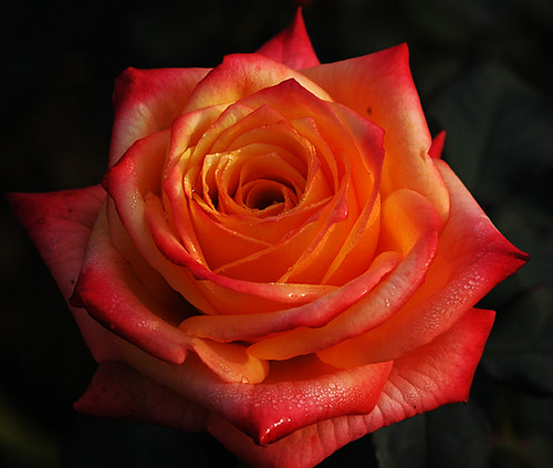 Rose Gardening for Beginners: The Honest Basics