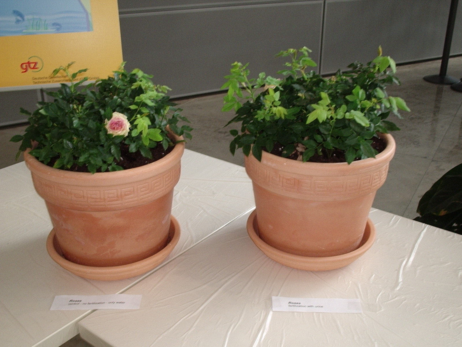 Rose Gardening for Beginners: The Honest Basics