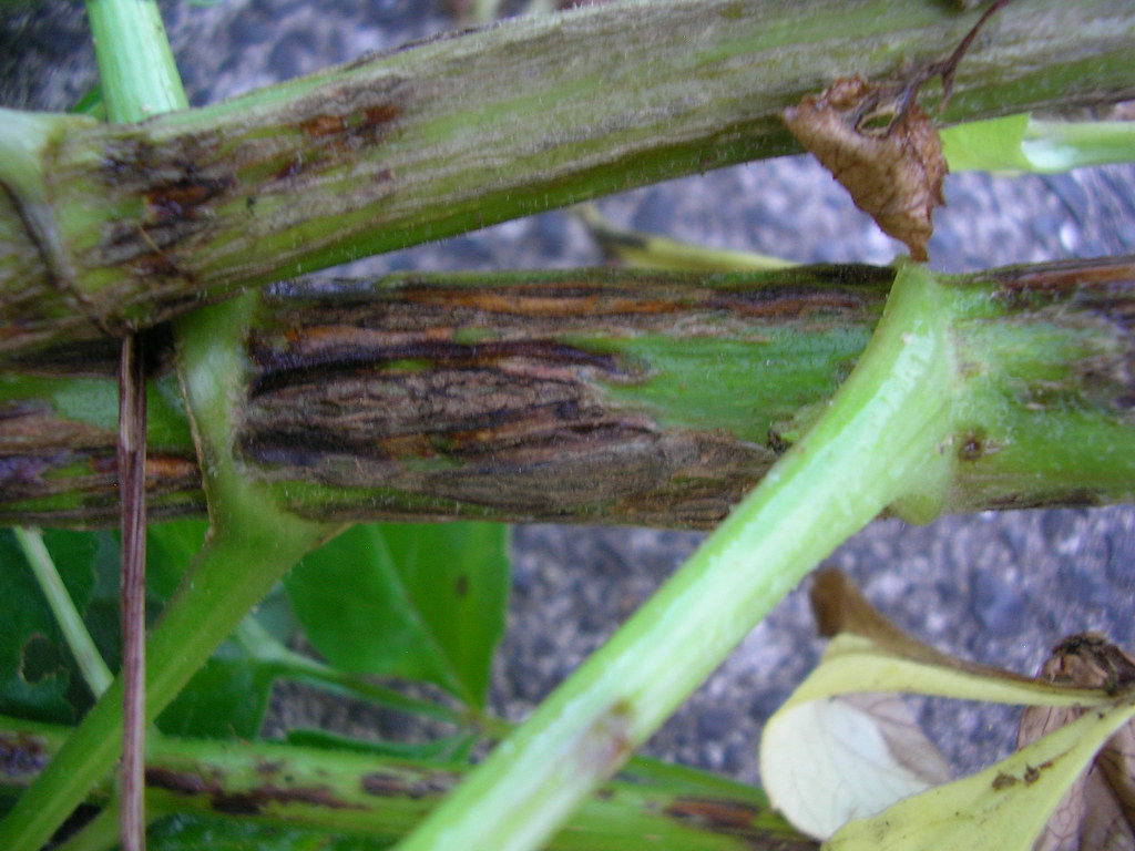 Safe, Natural Pest Control for Your Garden