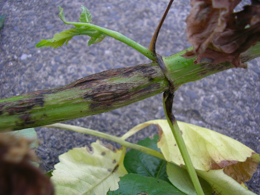 Safe, Natural Pest Control for Your Garden