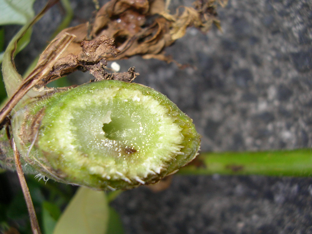 Safe, Natural Pest Control for Your Garden