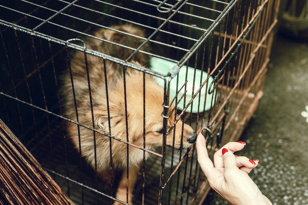Small Hypoallergenic Dogs: Toy Breeds for Apartment Living
